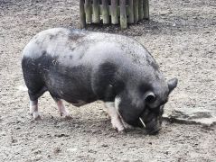 większy obrazek nr 5