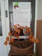 Żołędzie w koszu, w tle ogłoszenie o zbiórce.